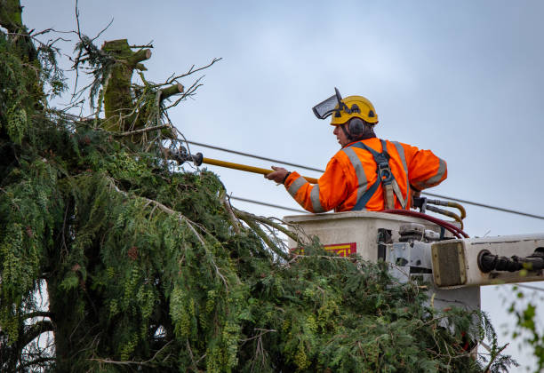 Best Storm Damage Tree Cleanup  in Elroy, WI